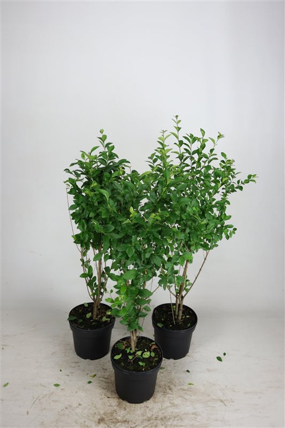Ligustrum ovalifolium - C5 60-80 CM